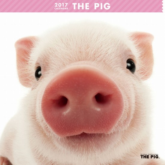 2012NŁ@THE PIG