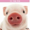 THE PIG　カレンダー