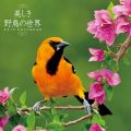 美しき野鳥の世界　カレンダー