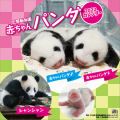 上野動物園赤ちゃんパンダ　カレンダー