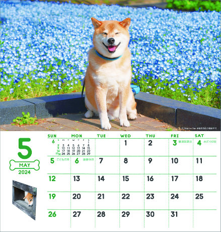 柴犬まるとおさんぽカレンダー