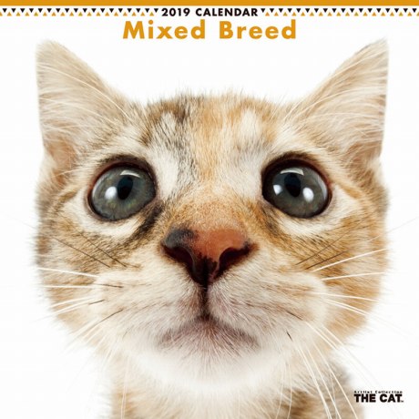 THE CAT �~�b�N�X�J�����_�[