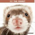 THE FERRET@J_[