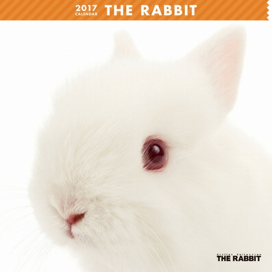 THE RABBIT@J_[