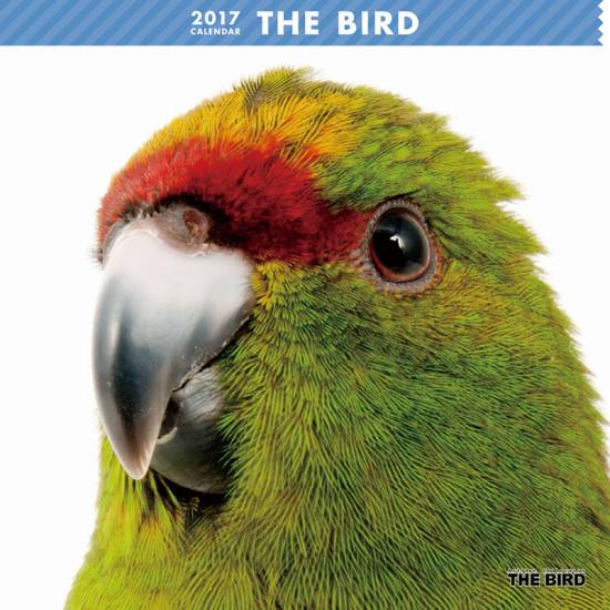 THE BIRD@J_[