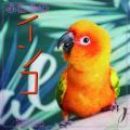 ӂӂCR@J_[